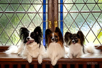 DSC_6568 web