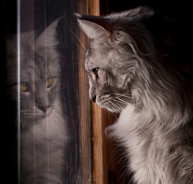 Zenfolio | Joanna Maciszka Photography | CATS MAINE COON / KOTY MAINE ...