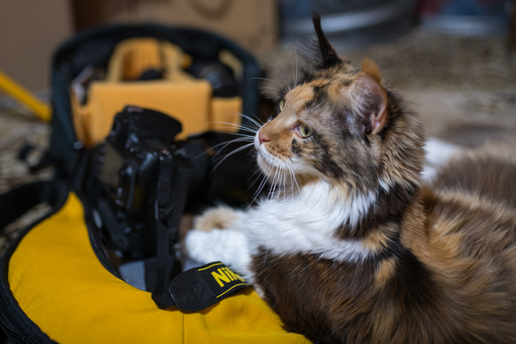 Zenfolio | Joanna Maciszka Fotografia | Fotograf kotów MAINE COON ...