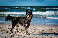 Wakacyjne zdjęcia z psem nad morzem