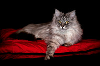 Fotograf kotów  MAINE COON  / KOTY MAINE COON największe koty świata