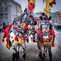 Przepiękne konie na Rynku Głównym w Krakowie