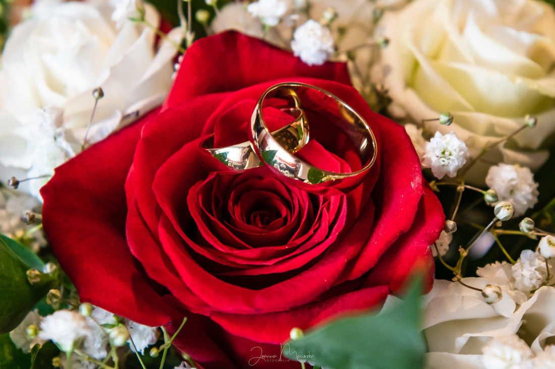 zdjęcie obrączek ślubnych na tle róży