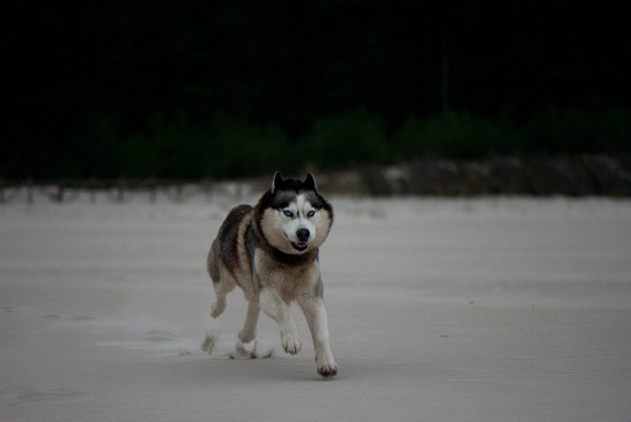 sesje zdjęciowe psów razy siberian husky i pon na plaży w Dębkach