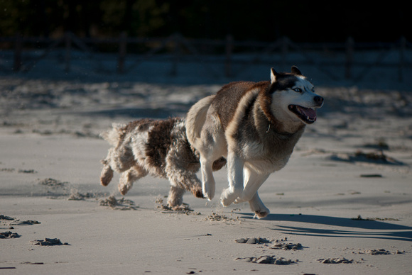 sesje zdjęciowe psów razy siberian husky i pon na plaży w Dębkach